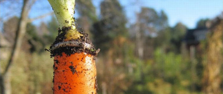Une femme a trouvé sa bague de fiançailles, perdue il y a 16 ans, sur une carotte !